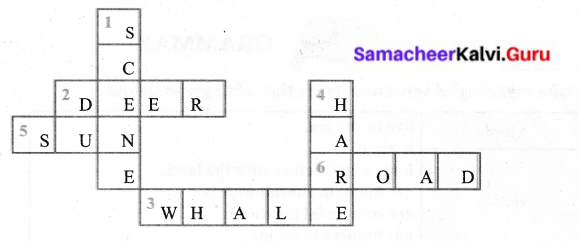 Samacheer Kalvi 6th English Sea Turtles Book Back Answers