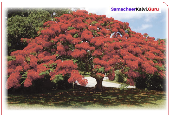When The Trees Walked 6th Standard Summary Samacheer Kalvi English 