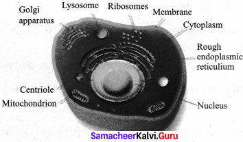 7th Science Cell Biology Samacheer Kalvi 4 Cell Biology