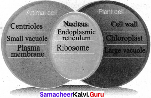 Cell Biology 7th Standard Samacheer Kalvi 4 Cell Biology