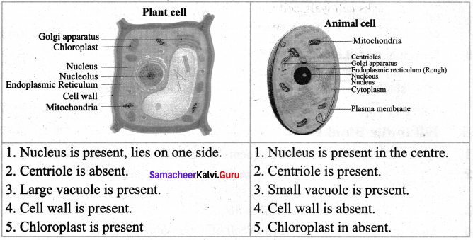 Samacheer Kalvi Guru Science 7th Chapter 4 Cell Biology  