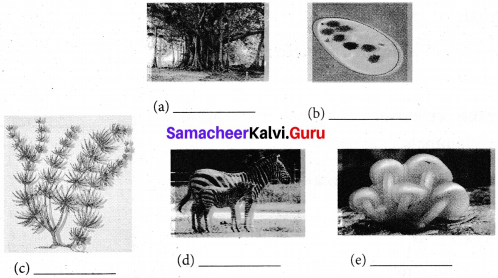 Basis Of Classification Samacheer Kalvi 7th Chapter 5