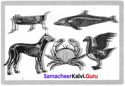 Class 7 Science Samacheer Kalvi Chapter 5 Basis of Classification