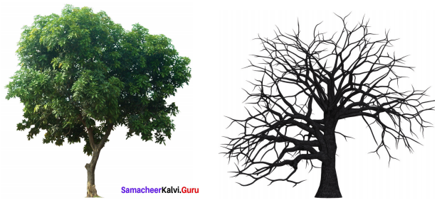 On Killing A Tree Solution Samacheer Kalvi 9th English 
