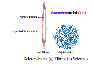 9th Science Organisation Of Tissues Samacheer Kalvi Science Solutions