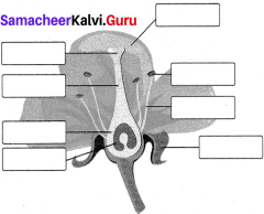 Reproduction And Modification In Plants 7th Standard Samacheer Kalvi