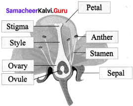 Reproduction And Modification In Plants Samacheer Kalvi