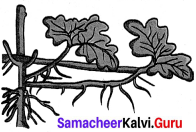 Reproduction And Modification In Plants Class 7 Samacheer Kalvi