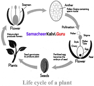 Reproduction And Modification In Plants 7th Standard Book Back Answers Samacheer Kalvi