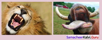 9th Science Organ System In Animals Samacheer Kalvi Solutions