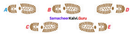Samacheer Kalvi 7th Maths Solutions Term 3 Chapter 4 Geometry Ex 4.1 18