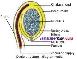 12th Bio Botany 1st Lesson Samacheer Kalvi