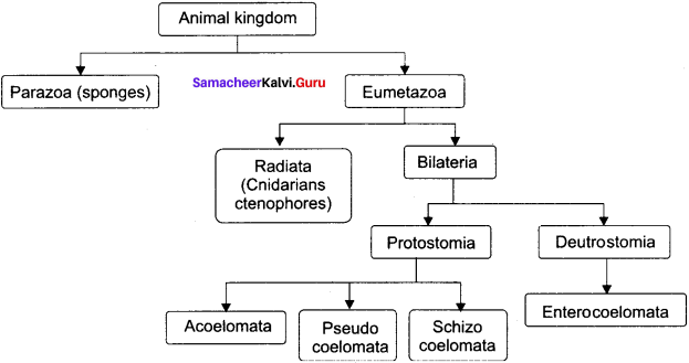 Samacheer Kalvi Guru 11th Bio Zoology Chapter 2 Kingdom Animalia