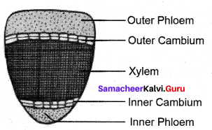 Tamil Nadu 11th Biology Model Question Paper 1 English Medium - 1