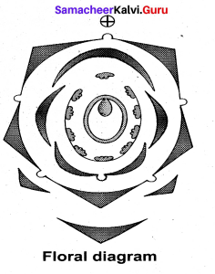 Tamil Nadu 11th Biology Model Question Paper 1 English Medium - 2