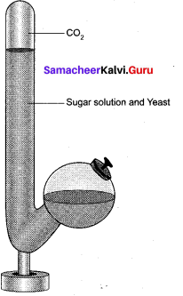 Tamil Nadu 11th Biology Model Question Paper 1 English Medium - 4