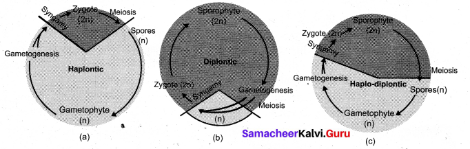 Tamil Nadu 11th Biology Model Question Paper 2 English Medium - 3