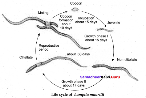 Tamil Nadu 11th Biology Model Question Paper 2 English Medium - 8