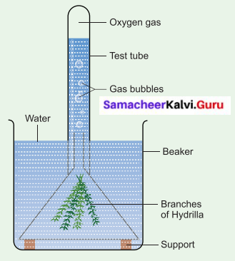 Samacheer Kalvi 6th Science Solutions Term 2 Chapter 4 Air 3