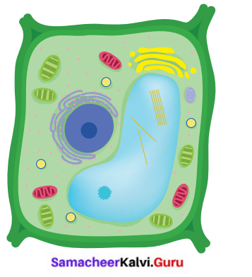 Samacheer Kalvi 6th Science Term 2 Chapter 5 The Cell