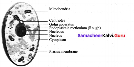 Samacheer Kalvi 6th Science Solutions Term 2 Chapter 5 The Cell 10