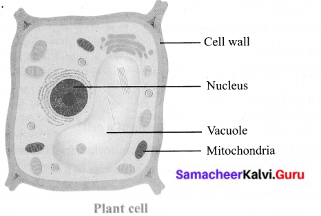 Samacheer Kalvi Guru 6th Science Chapter 5 The Cell