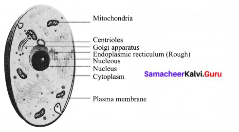 Samacheer Kalvi 6th Standard Science Chapter 5 The Cell