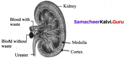 Samacheer Kalvi 6th Science Solutions Term 2 Chapter 6 Human Organ Systems 9