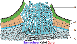 Samacheer Kalvi 11th Bio Botany Solutions Chapter 10 Secondary Growth 1