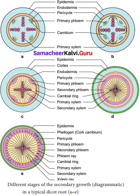 Samacheer Kalvi 11th Bio Botany Solutions Chapter 10 Secondary Growth 2