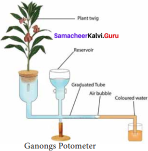 Samacheer Kalvi 11th Bio Botany Solutions Chapter 11 Transport in Plants 8