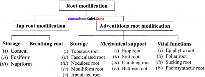 Samacheer Kalvi 11th Bio Botany Solutions Chapter 3 Vegetative Morphology 19