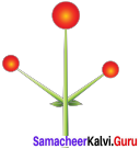 Samacheer Kalvi 11th Bio Botany Solutions Chapter 4 Reproductive Morphology 5