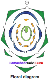 Samacheer Kalvi 11th Bio Botany Solutions Chapter 5 Taxonomy and Systematic Botany 3