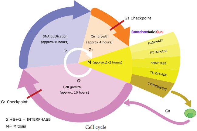 Samacheer Kalvi 11th Bio Botany Solutions Chapter 7 Cell Cycle 3