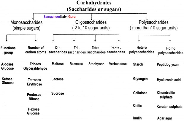 Samacheer Kalvi 11th Bio Botany Solutions Chapter 8 Biomolecules 19