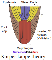 Samacheer Kalvi 11th Bio Botany Solutions Chapter 9 Tissue and Tissue System 10