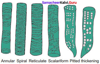 Samacheer Kalvi 11th Bio Botany Solutions Chapter 9 Tissue and Tissue System 18