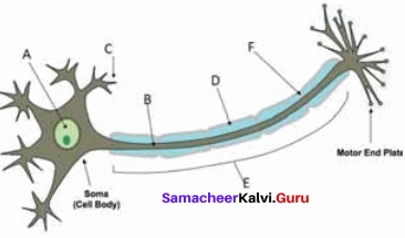 Samacheer Kalvi 11th Bio Zoology Solutions Chapter 10 Neural Control and Coordination img 2