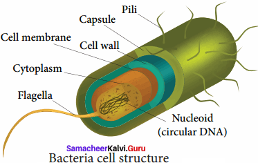 Samacheer Kalvi Guru 8th Standard Science Solutions Term 1 Chapter 6 Micro Organisms 1
