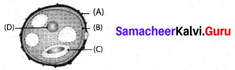 Samacheer Kalvi 10th Science Model Question Paper 2 English Medium image - 3