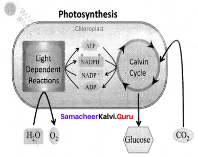 plant anatomy and plant physiology class 10 Samacheer Kalvi