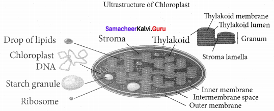 plant anatomy questions and answers pdf Samacheer Kalvi
