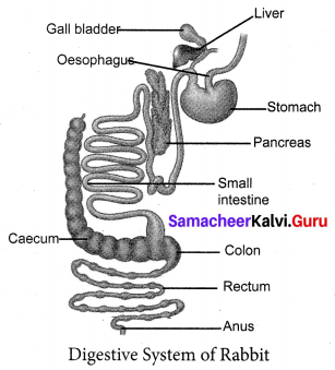 Structural Organisation Of Animals Class 10 Samacheer Kalvi