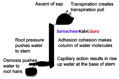 Samacheer Kalvi 10th Science Solutions Chapter 14 Transportation in Plants and Circulation in Animals 1