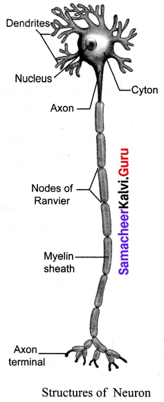 Samacheer Kalvi Guru 10th Science Chapter 15 Nervous System