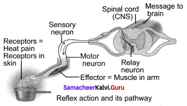 Samacheer Kalvi Guru 10th Chapter 15 Nervous System
