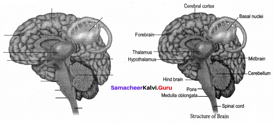 Samacheer Guru 10th Science Chapter 15 Nervous System