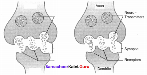 Samacheer Kalvi.Guru 10th Chapter 15 Nervous System