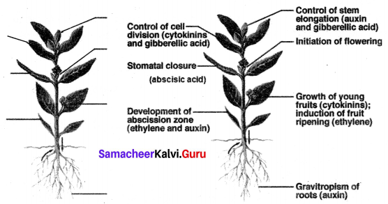Plant And Animal Hormones Class 10 Book Back Answers Samacheer Kalvi